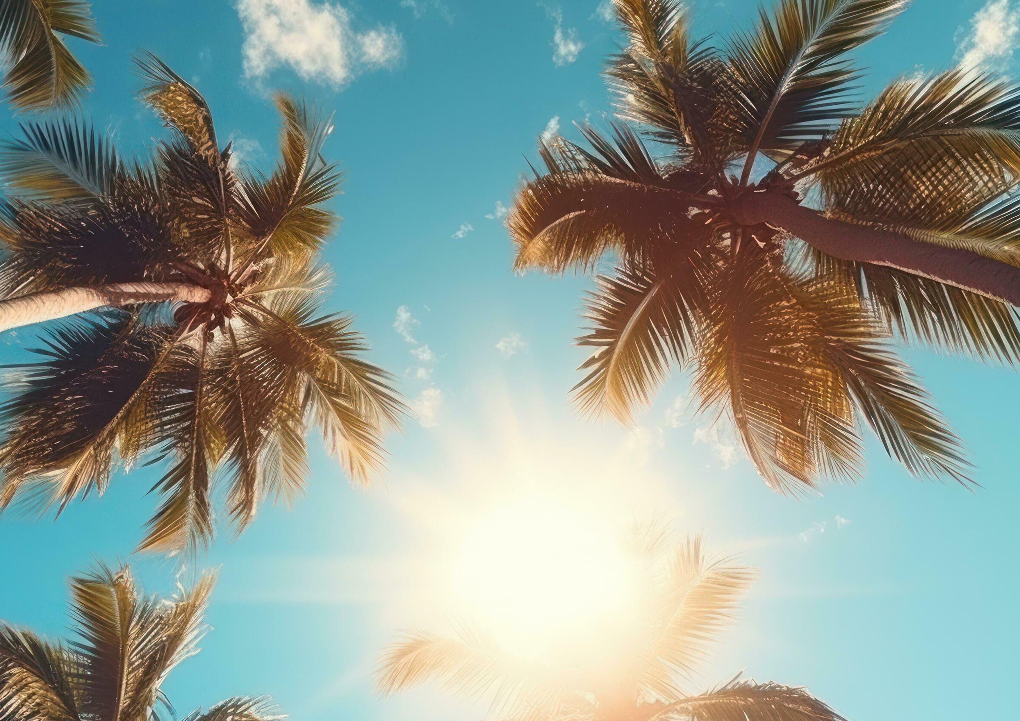 Palm trees and sun